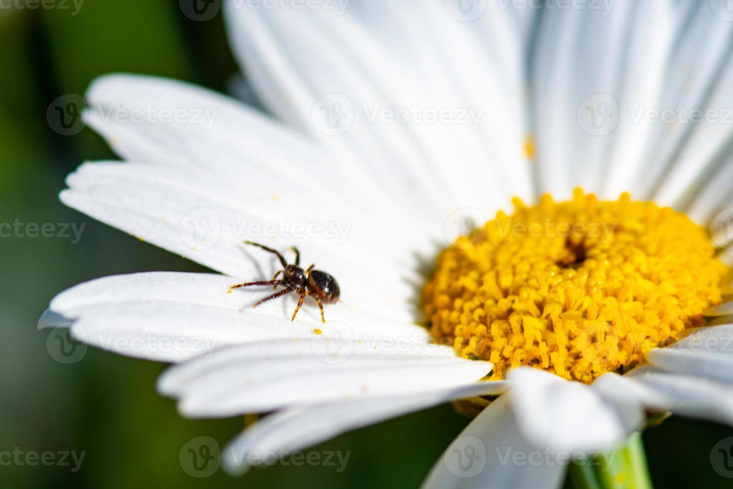 l'araignée et la marguerite photo