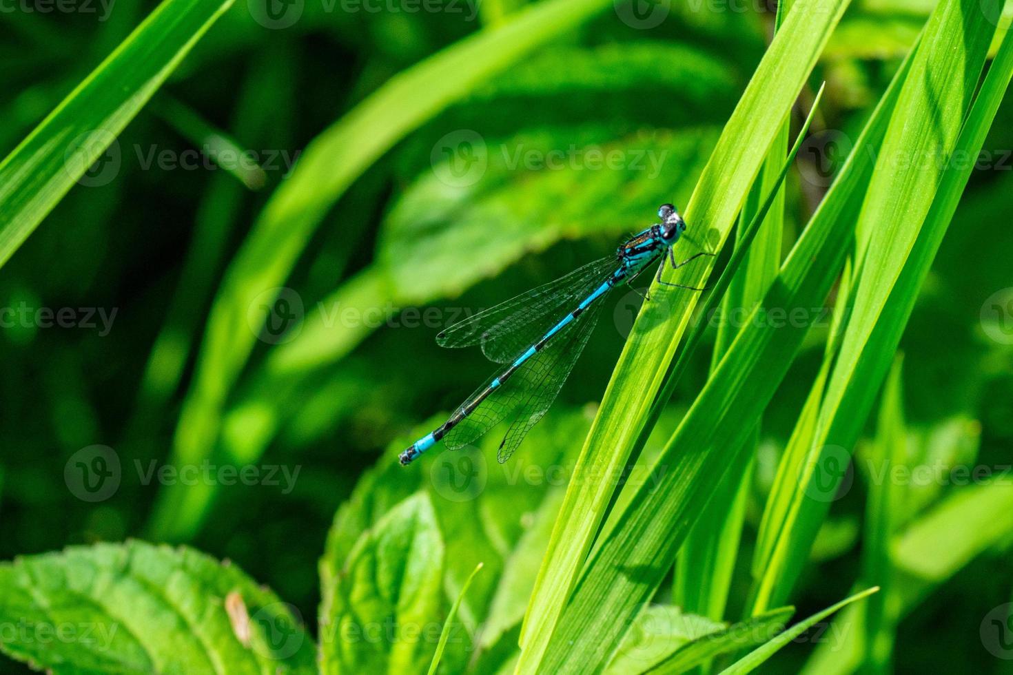 libellule sur la fleur photo