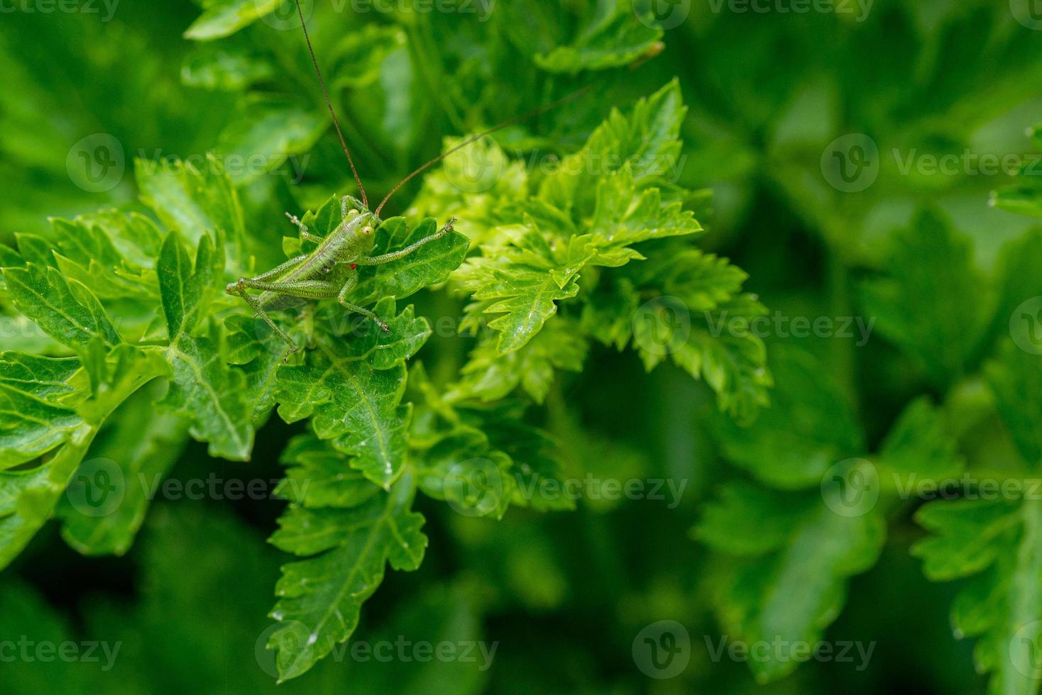 le grillon vert photo