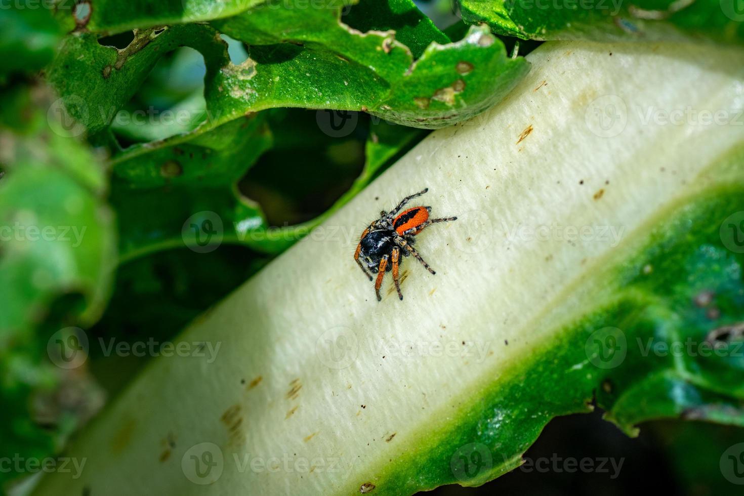 salticidae philaeus chrysops photo