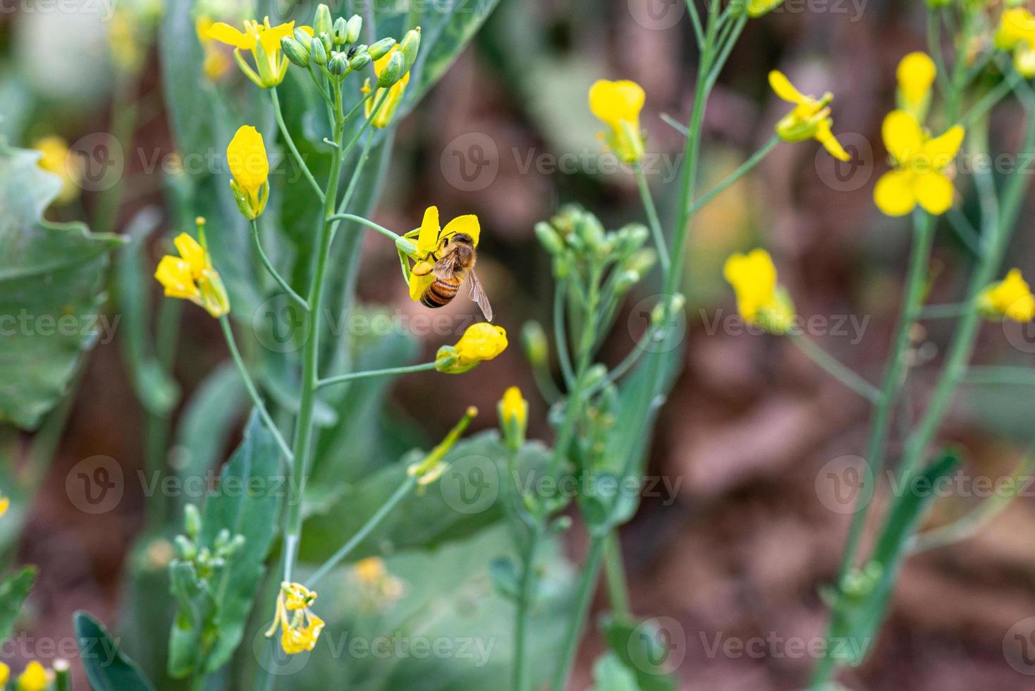 abeille sur fleur de légume photo