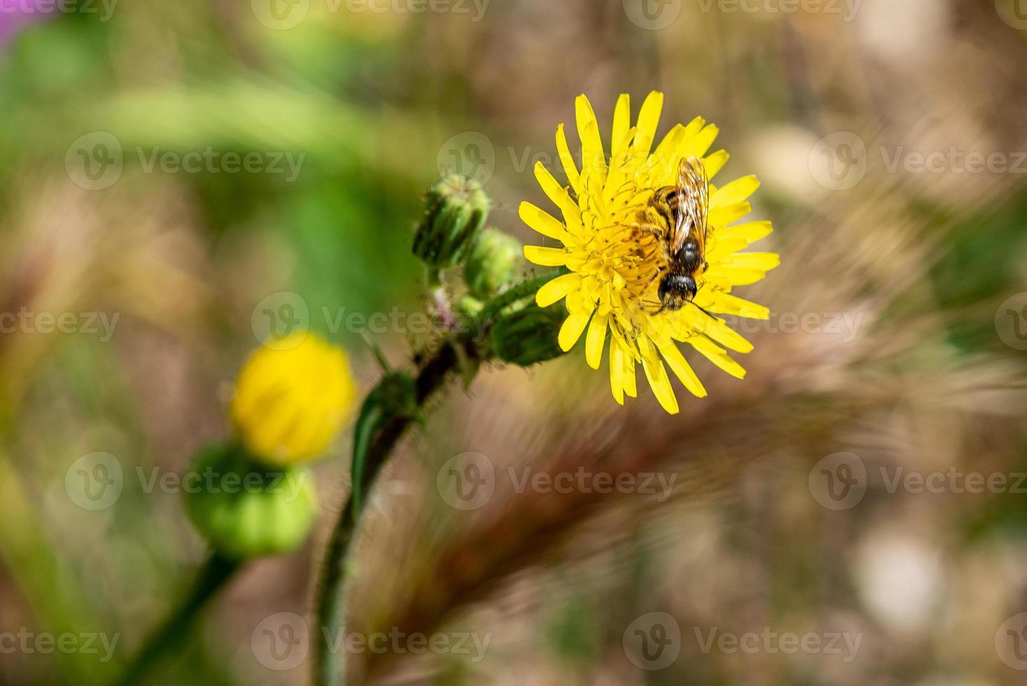 vespa sur fleur photo