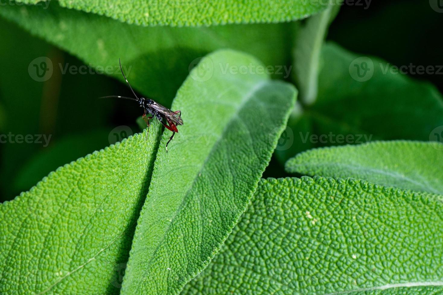 ichneumonidae sur sauge photo