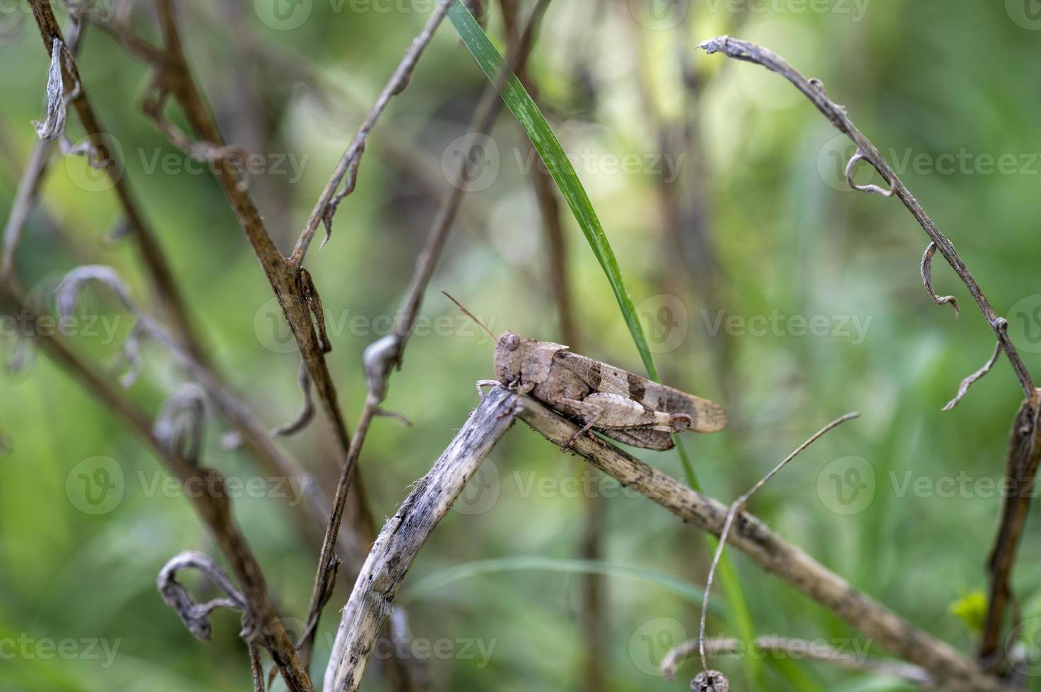 un oedipoda caerulescens sur la végétation photo