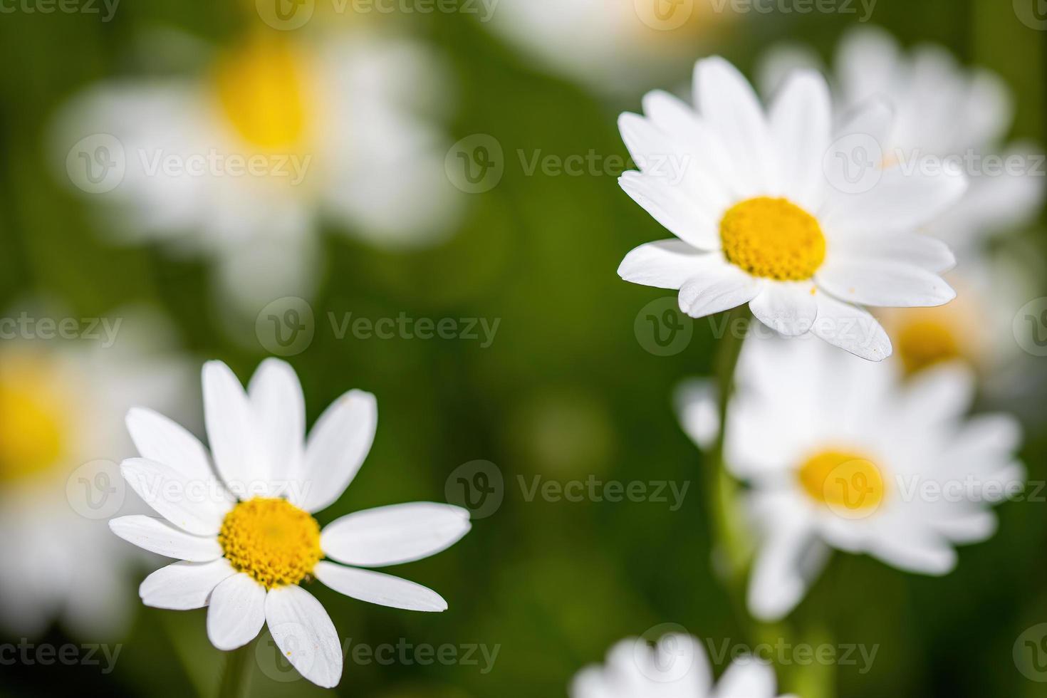 fleur de marguerites pour la préparation de l'infusion de camomille photo