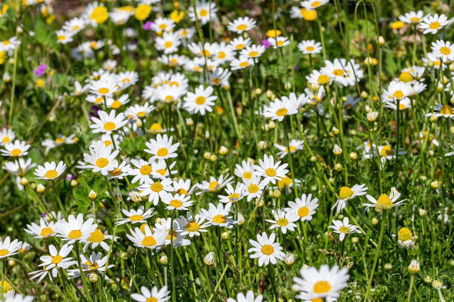 fleur de marguerites pour la préparation de l'infusion de camomille photo