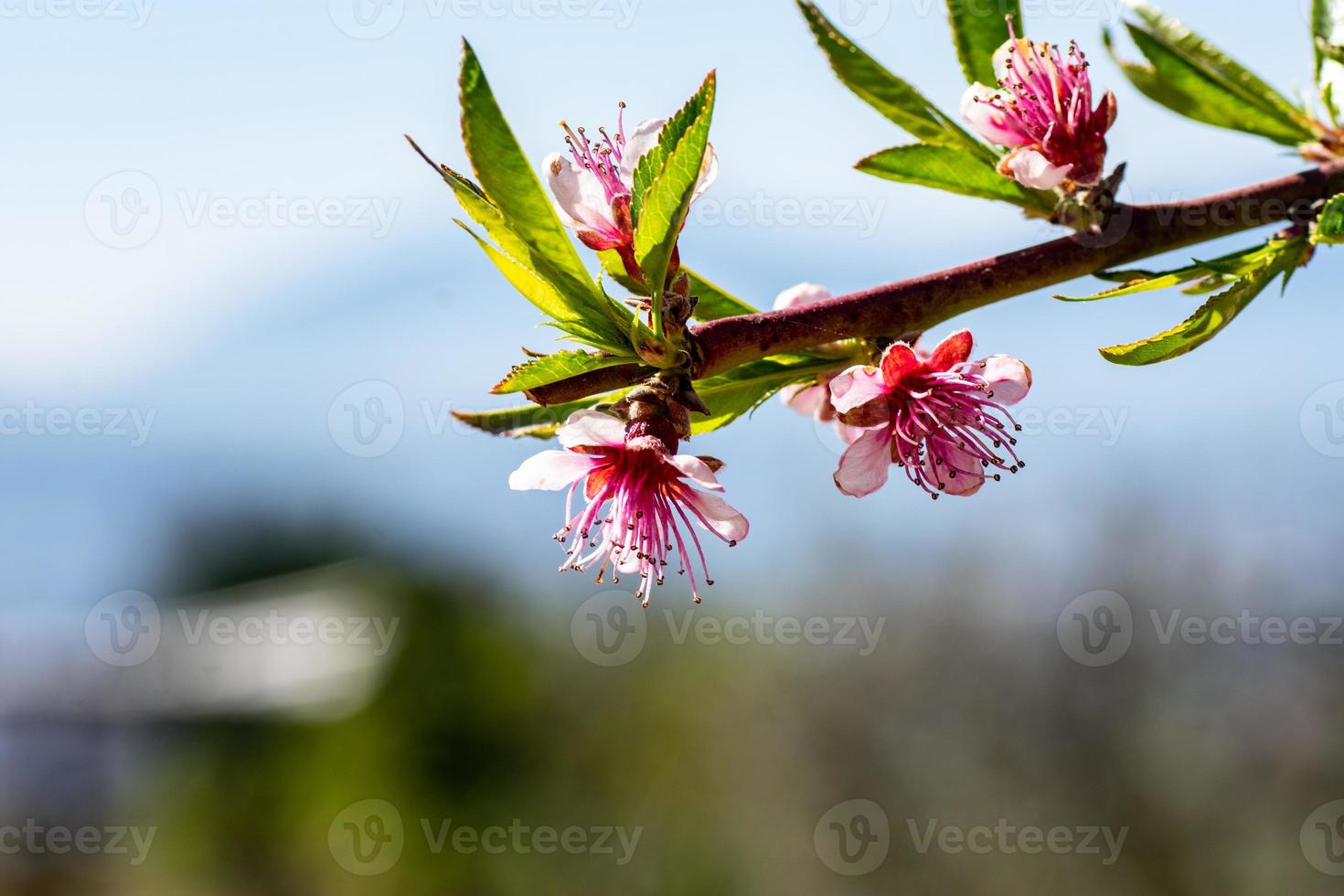 le printemps arrive photo