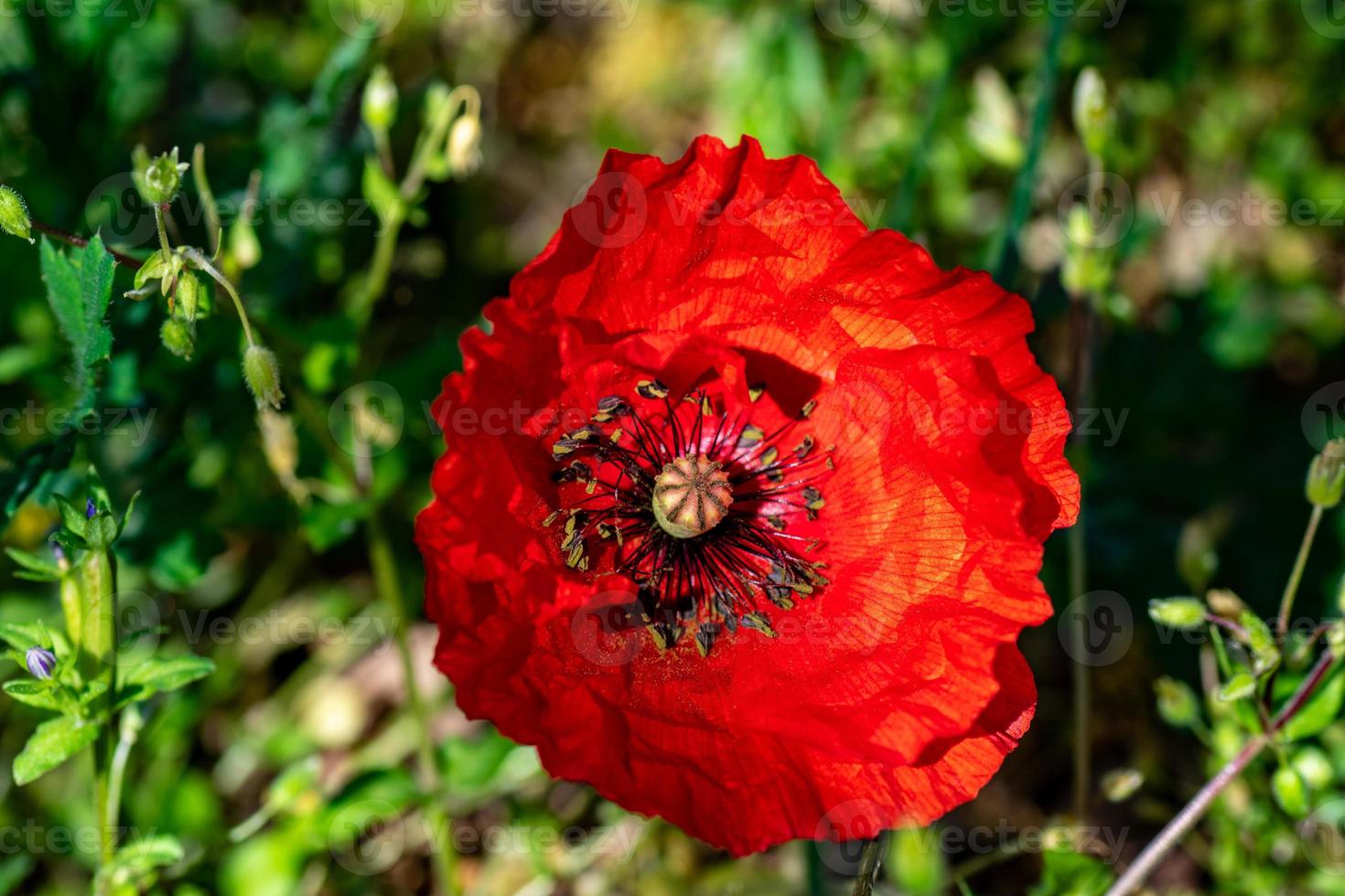 coquelicot au soleil photo