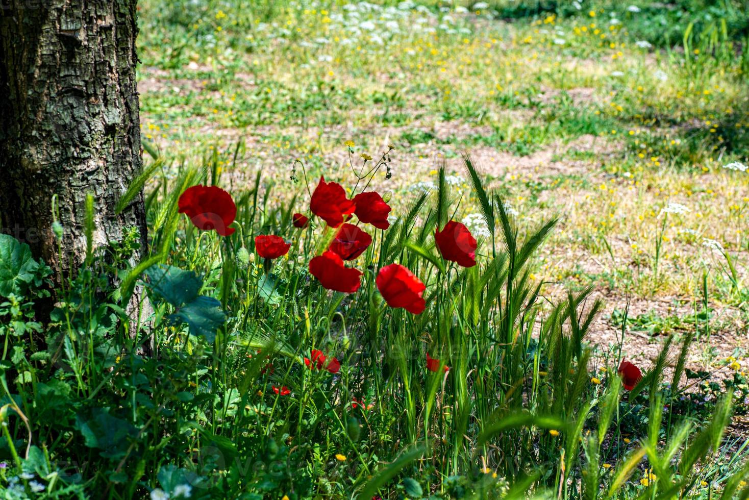 coquelicots et épis de maïs photo