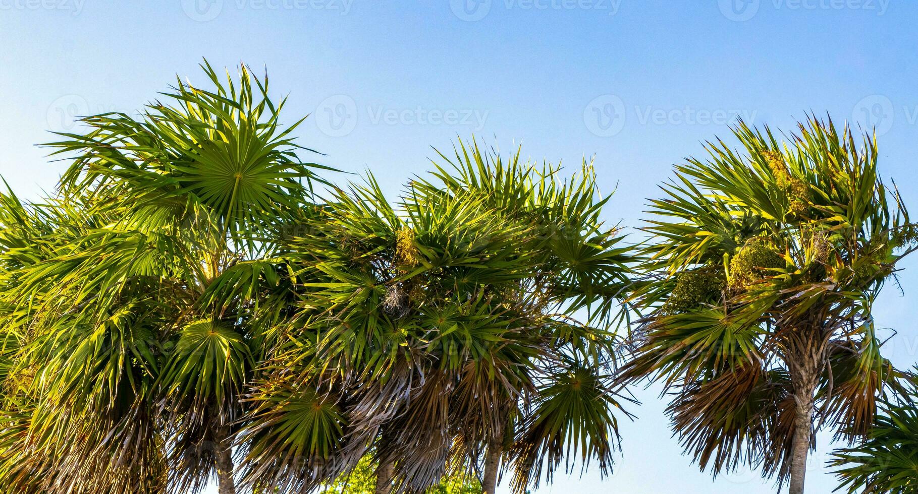 tropical Naturel paume arbre paumes bleu ciel dans Mexique. photo