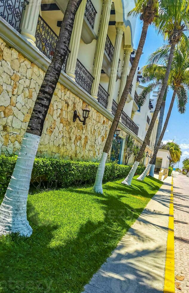 tropical la nature les plantes paumes des arbres sur trottoir playa del Carmen. photo