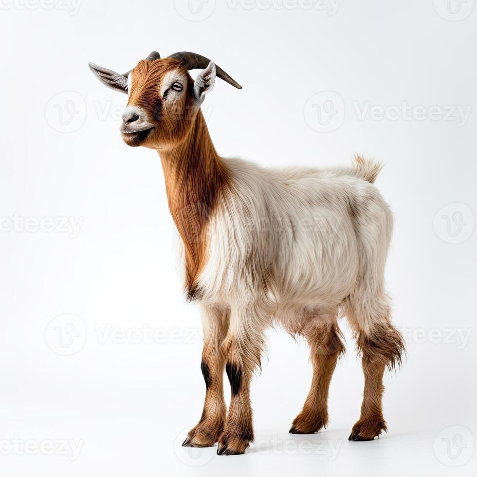 portrait toggenburg chèvre isolé sur blanc fabriqué avec génératif ai photo