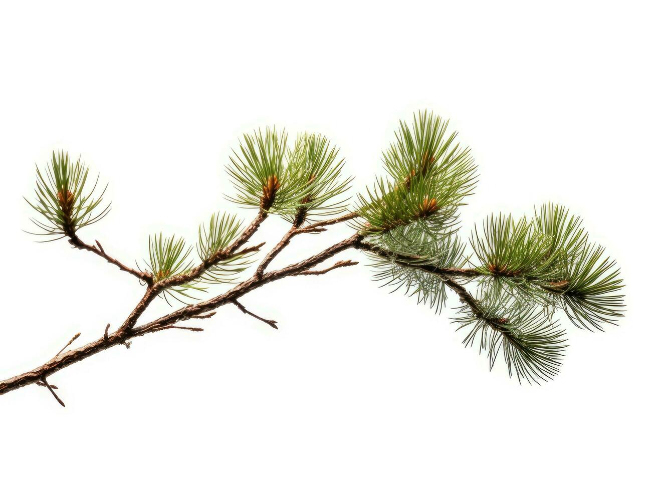 Haut vue de vert sapin arbre épicéa branche avec aiguilles isolé sur blanc Contexte. établi avec génératif ai technologie. photo