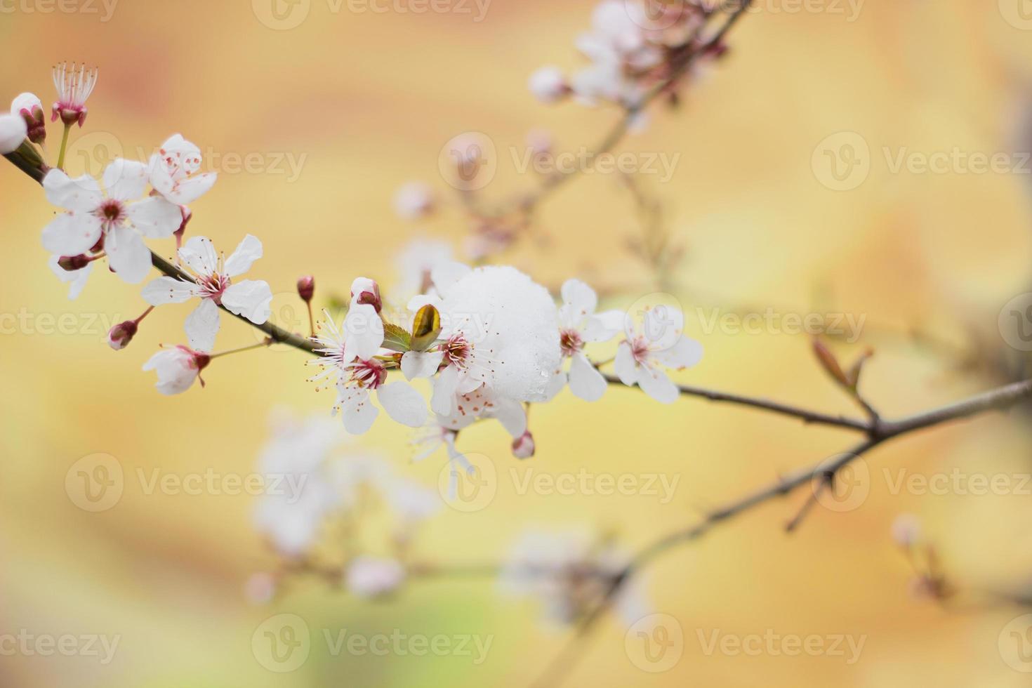 fleurs de cerisier sauvages en fleurs, recouvertes de la dernière neige du printemps photo