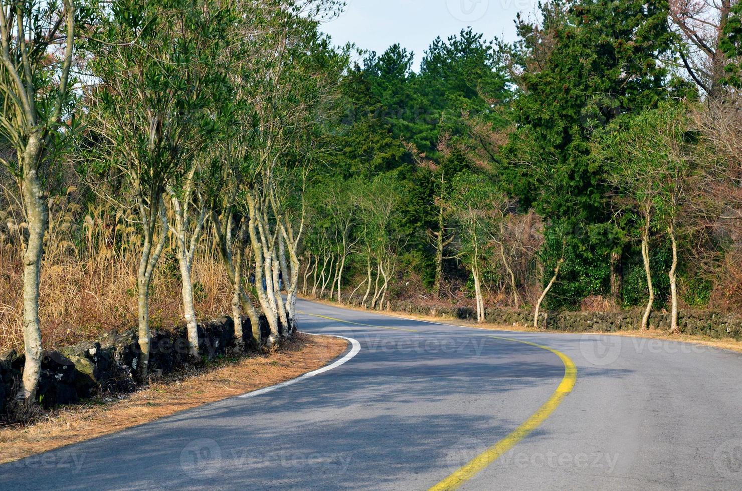 la déroute dans la forêt sur l'île de jeju, corée du sud photo