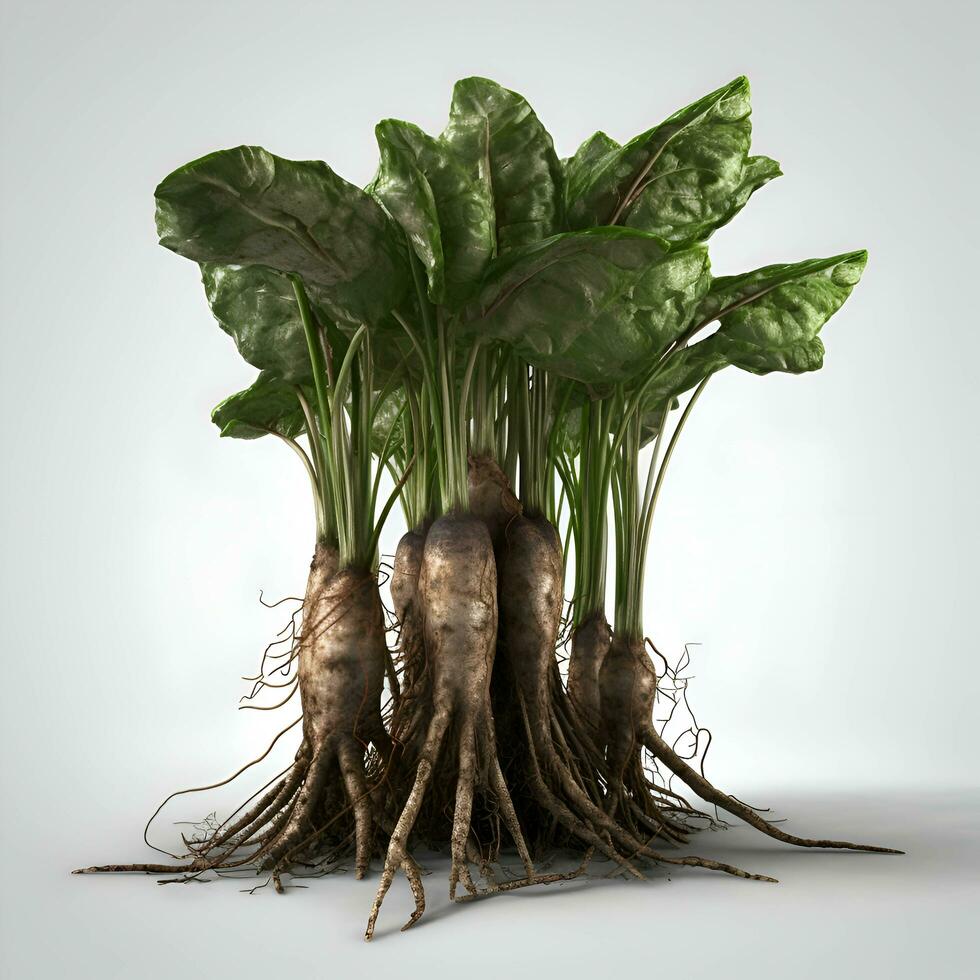 betterave plante avec les racines 3d rendre sur gris Contexte avec ombre photo