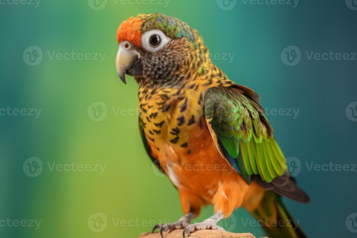 très mignonne conure, plein corps dans nature, nationale géographie, large la vie animaux. ai généré. photo