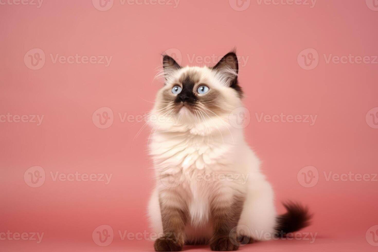 mignonne birman dans nature, nationale géographie, large la vie animaux. ai généré. photo