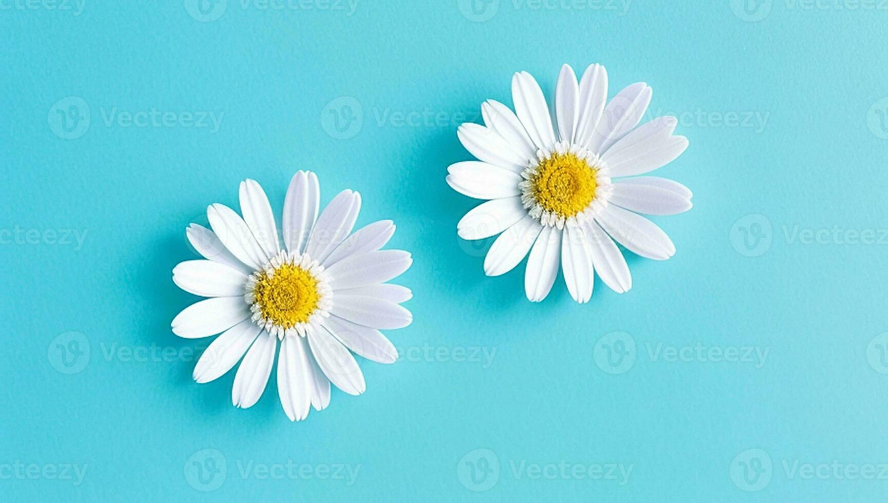 Marguerite fleurs avec lumière bleu papier Contexte bien pour multimédia numérique contenu création photo