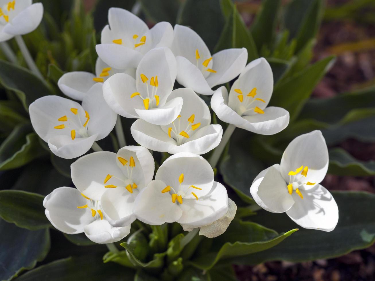 Fleurs d'un blanc pur de blanc brillant de Wedenia candida photo