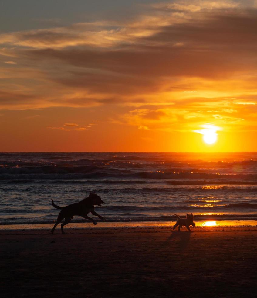 silhouette de chiens heureux courant sur la plage de sable le matin pendant le magnifique lever du soleil sur l'océan à rivazzurra photo