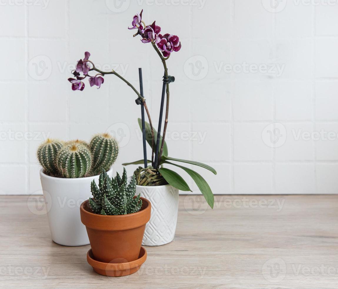 cactus, fleurs d'orchidées et plantes succulentes en pots sur la table photo