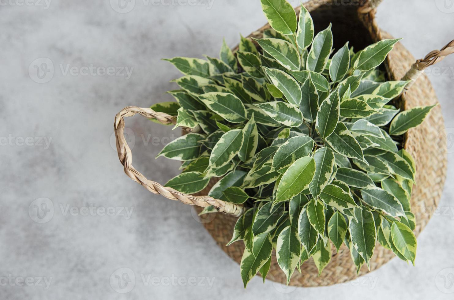 Ficus benjamin dans un panier de paille photo