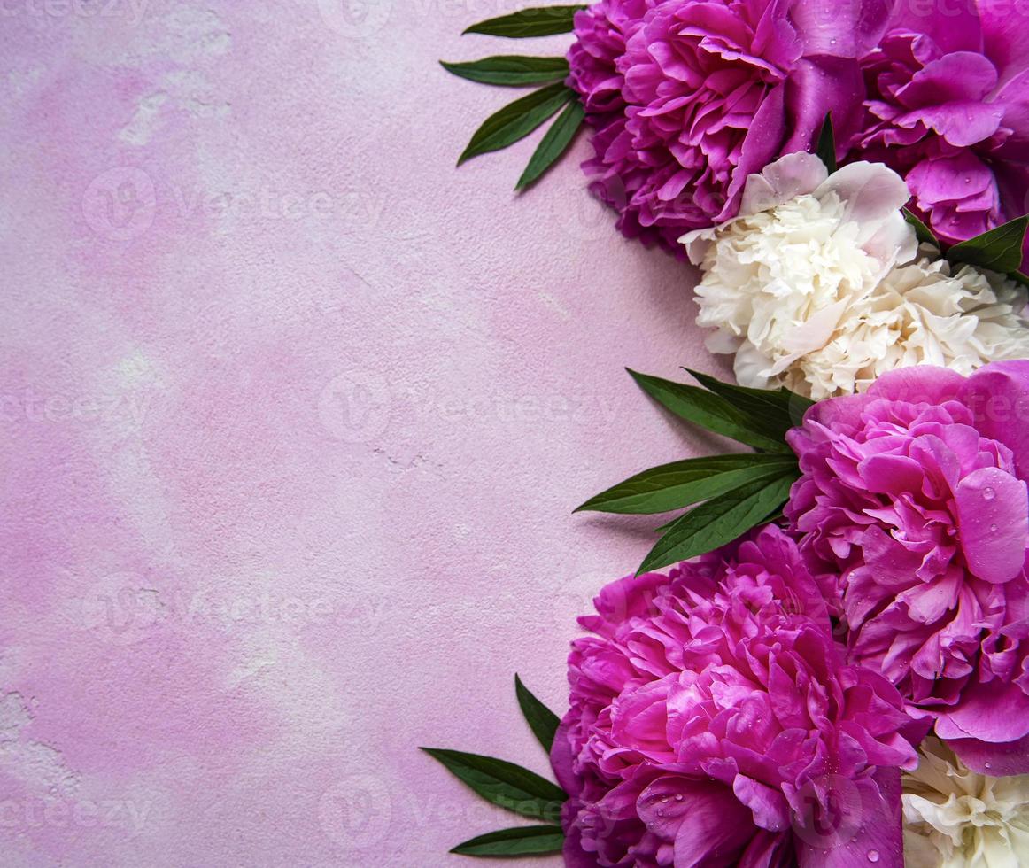 Fleurs de pivoine sur fond de béton rose photo