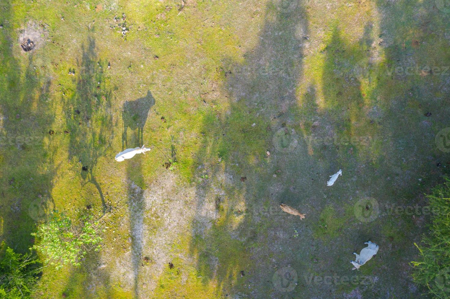 vue aérienne de dessus des vaches sur le pré vert photo