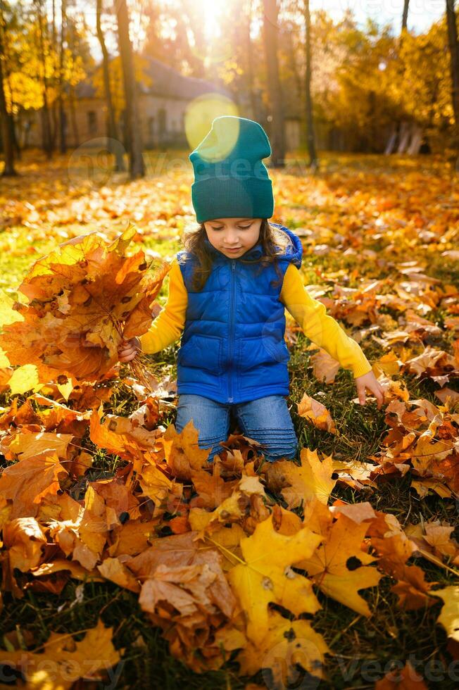 adorable peu fille portant brillant coloré chaud confortable vêtements en portant collecté bouquet de sec feuilles, ayant amusement séance parmi déchue érable feuilles dans l'automne la nature Contexte dans ensoleillé journée à le coucher du soleil photo