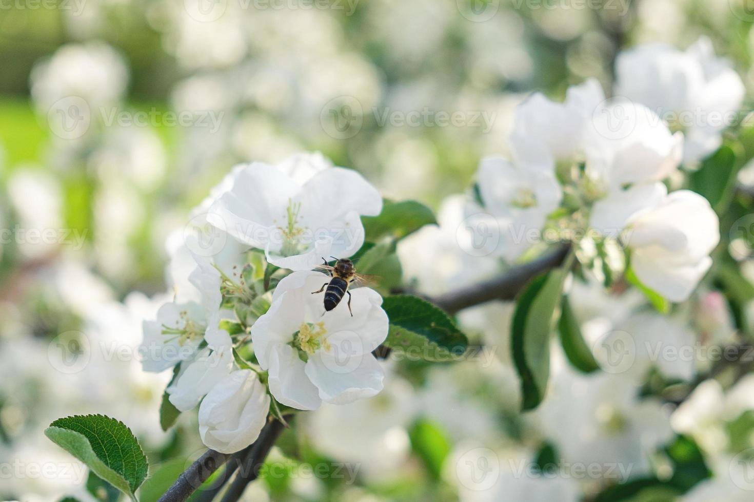 fleurs d'abeille et de pommier photo