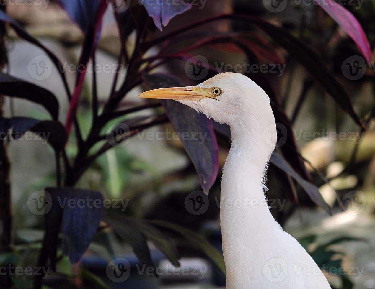 grande aigrette blanche dans la nature, gros plan photo