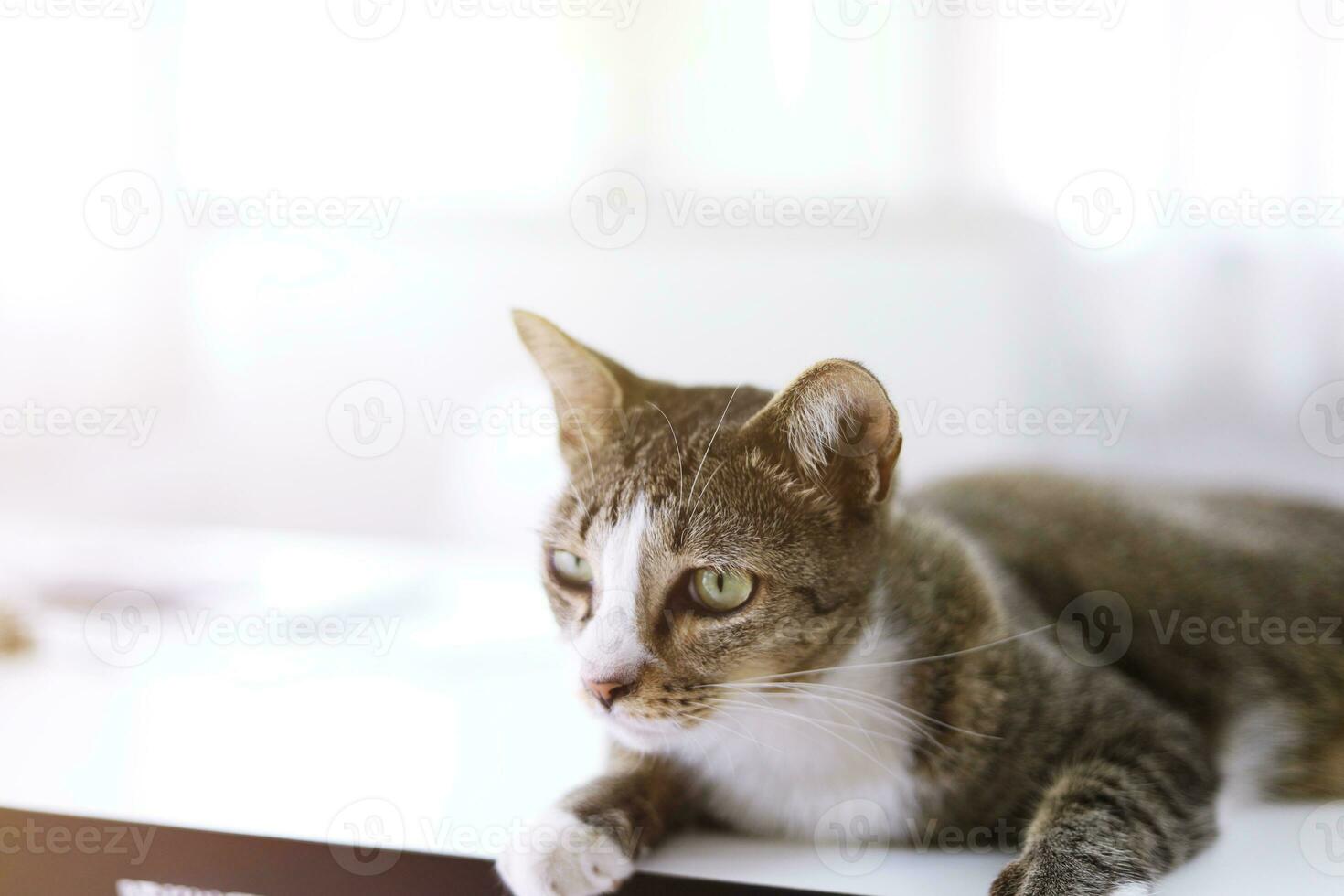 rester Accueil rester sûr avec chat dans chambre. photo