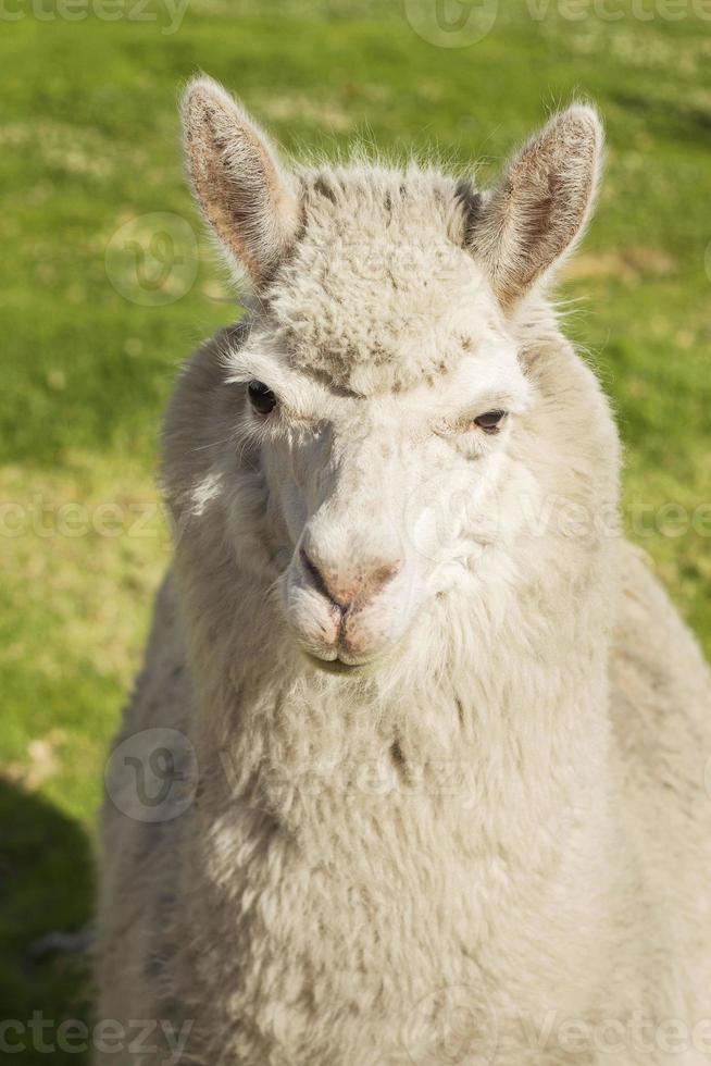 Gros plan d'un lama à Arequipa, Pérou photo