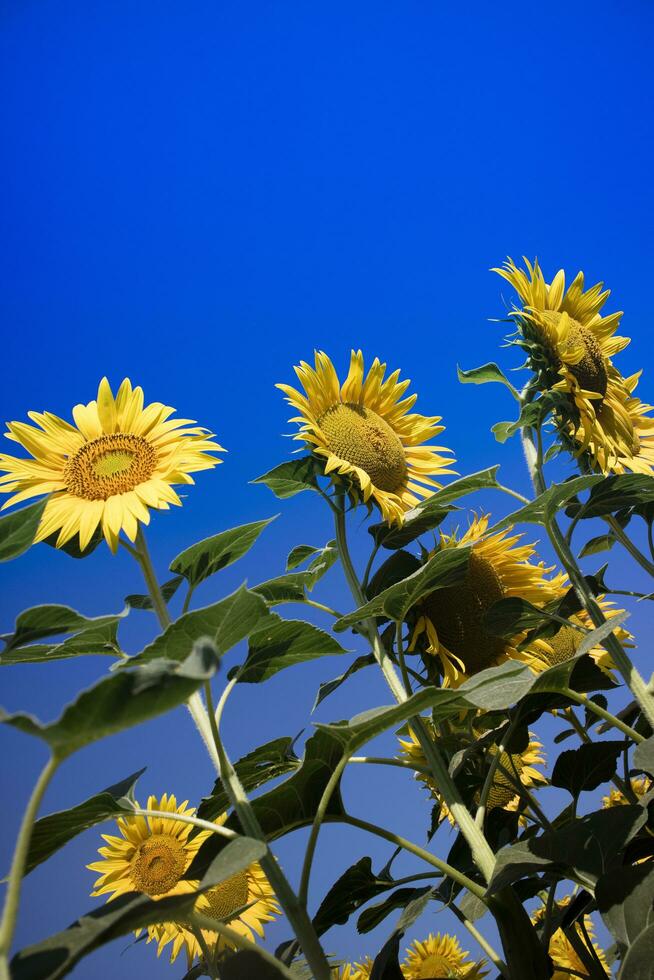 le Jaune fleur de le tournesol photo