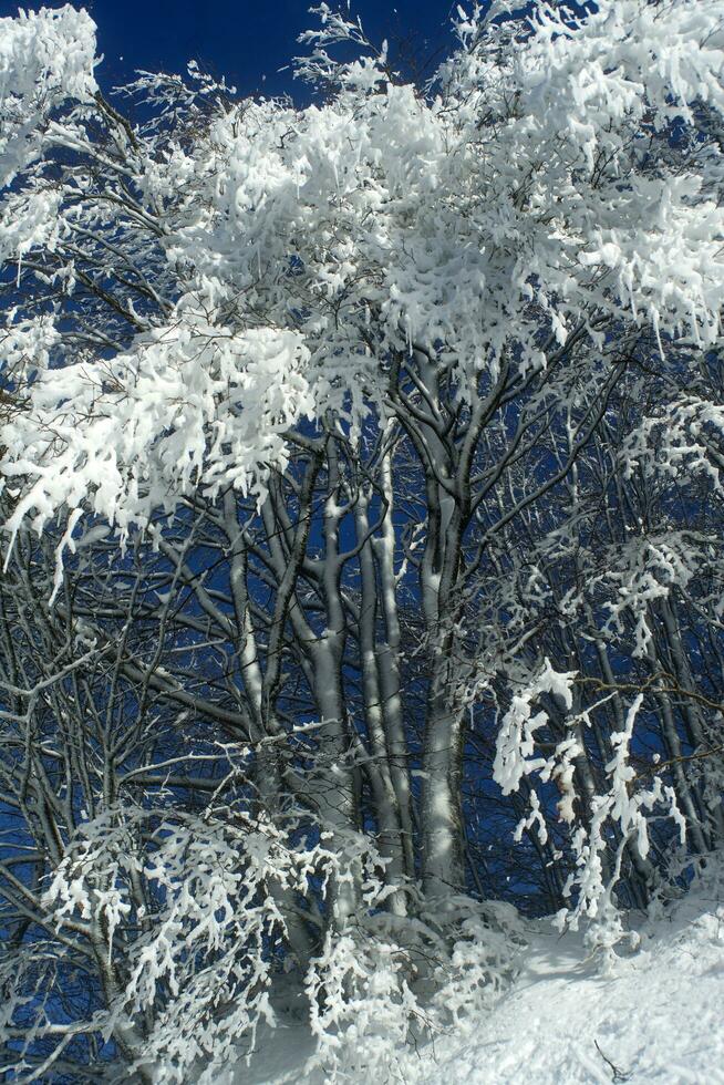 couvert de neige forêt sur une ensoleillé journée photo
