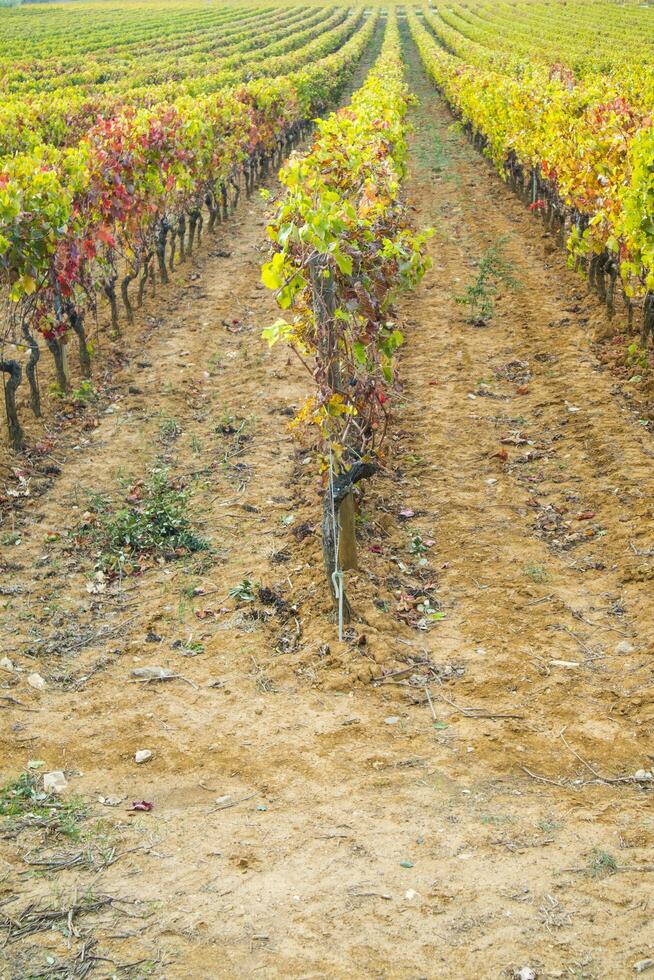 vignoble à l'automne photo