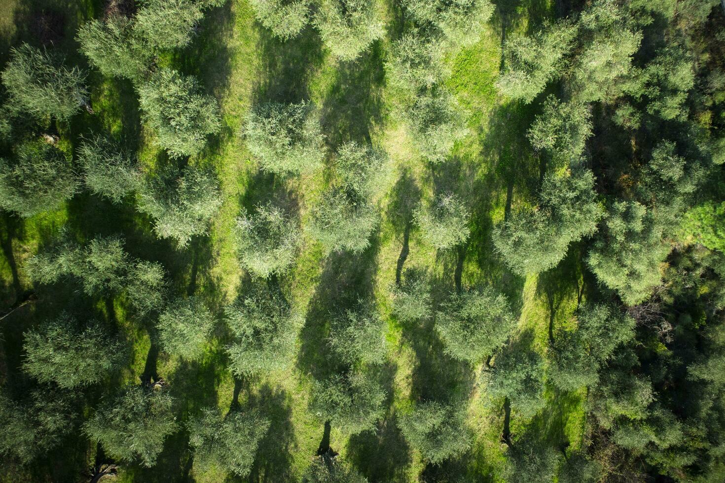 aérien vue de un olive bosquet photo