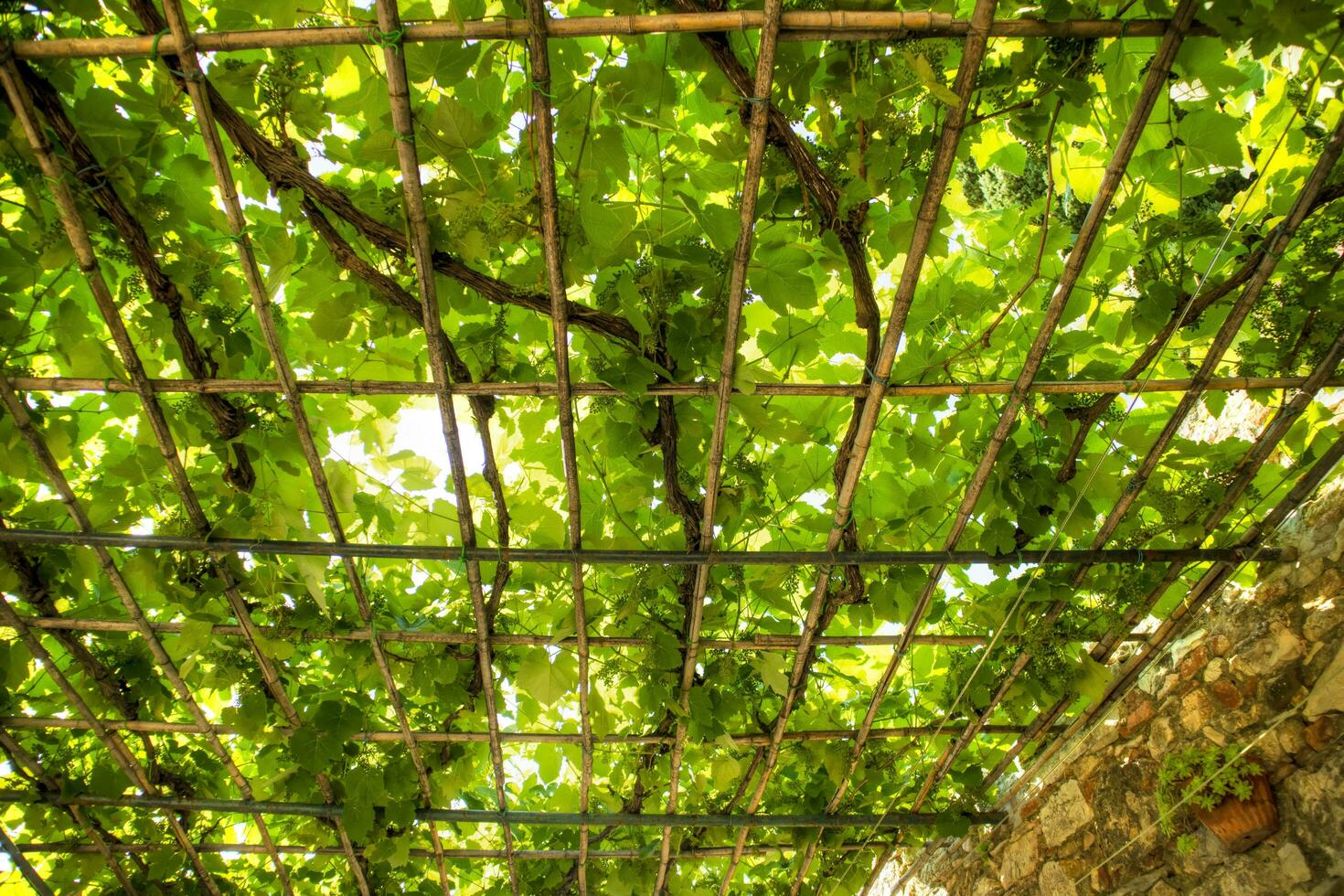 pergola couvert par le vigne plante photo