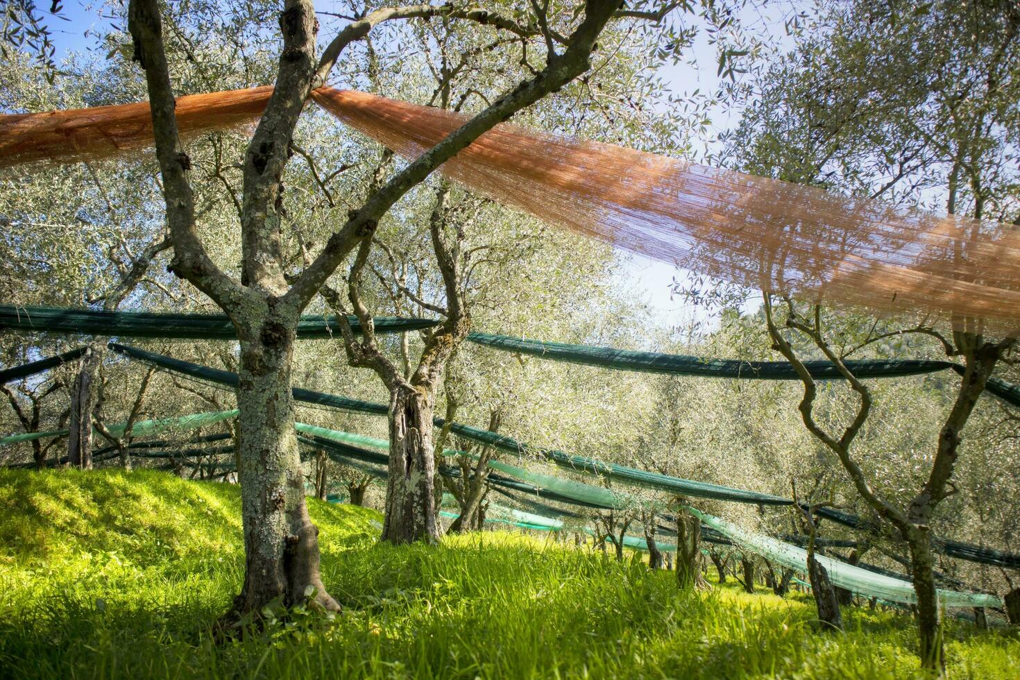 olive bosquet après récolte photo