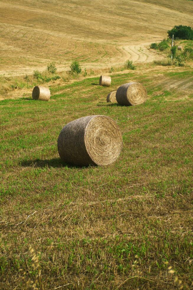 foins récolte dans toscane photo