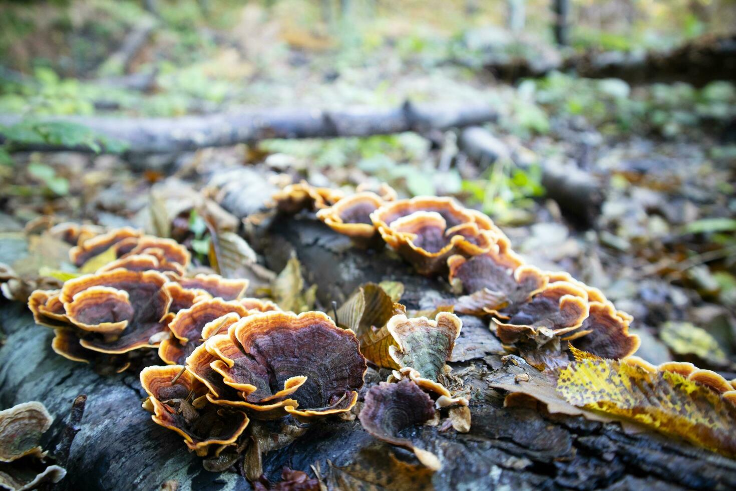 variété de inonotus champignon photo