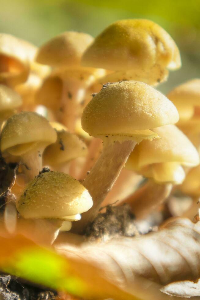 variétés de broussailles champignons photo