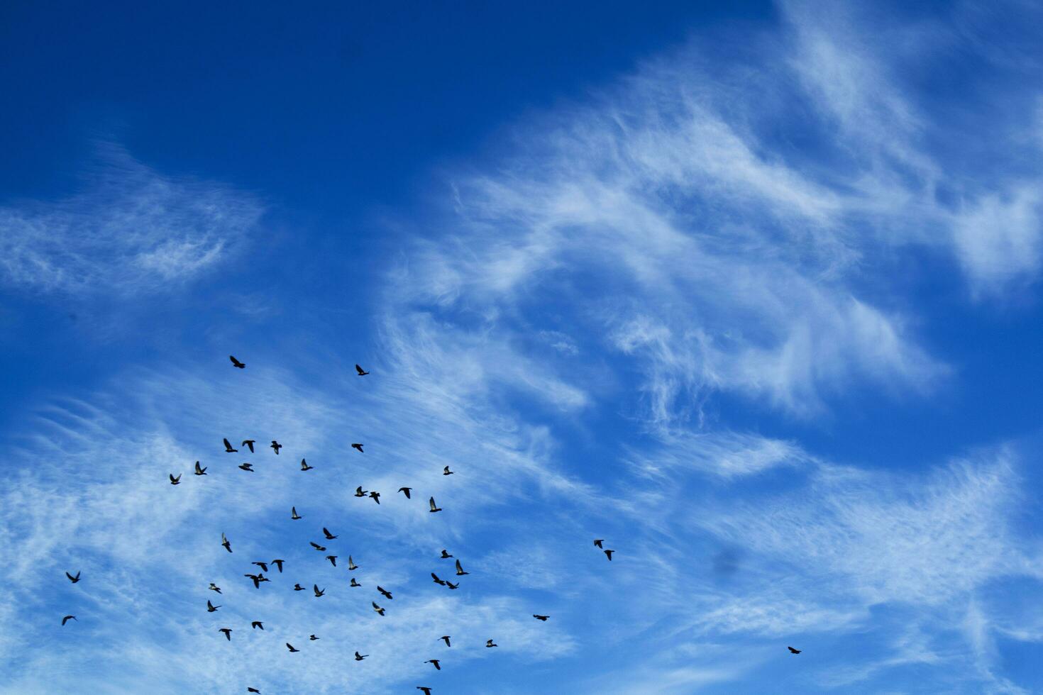 troupeau de pigeons en volant photo