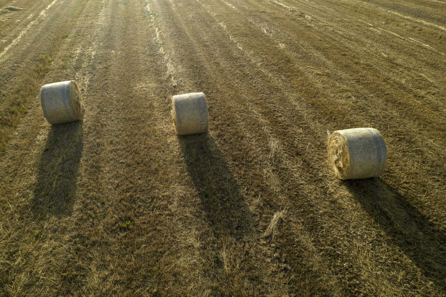 classique paille presses à balles dans le été saison photo