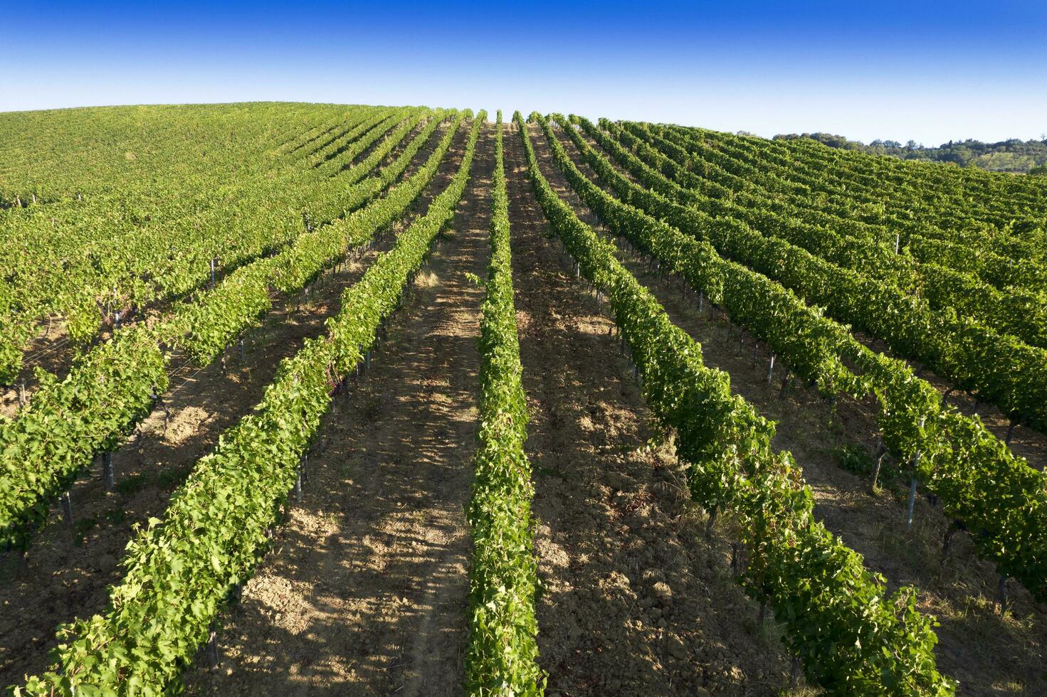 aérien vue de le Lignes de une vignoble dans plein maturité photo