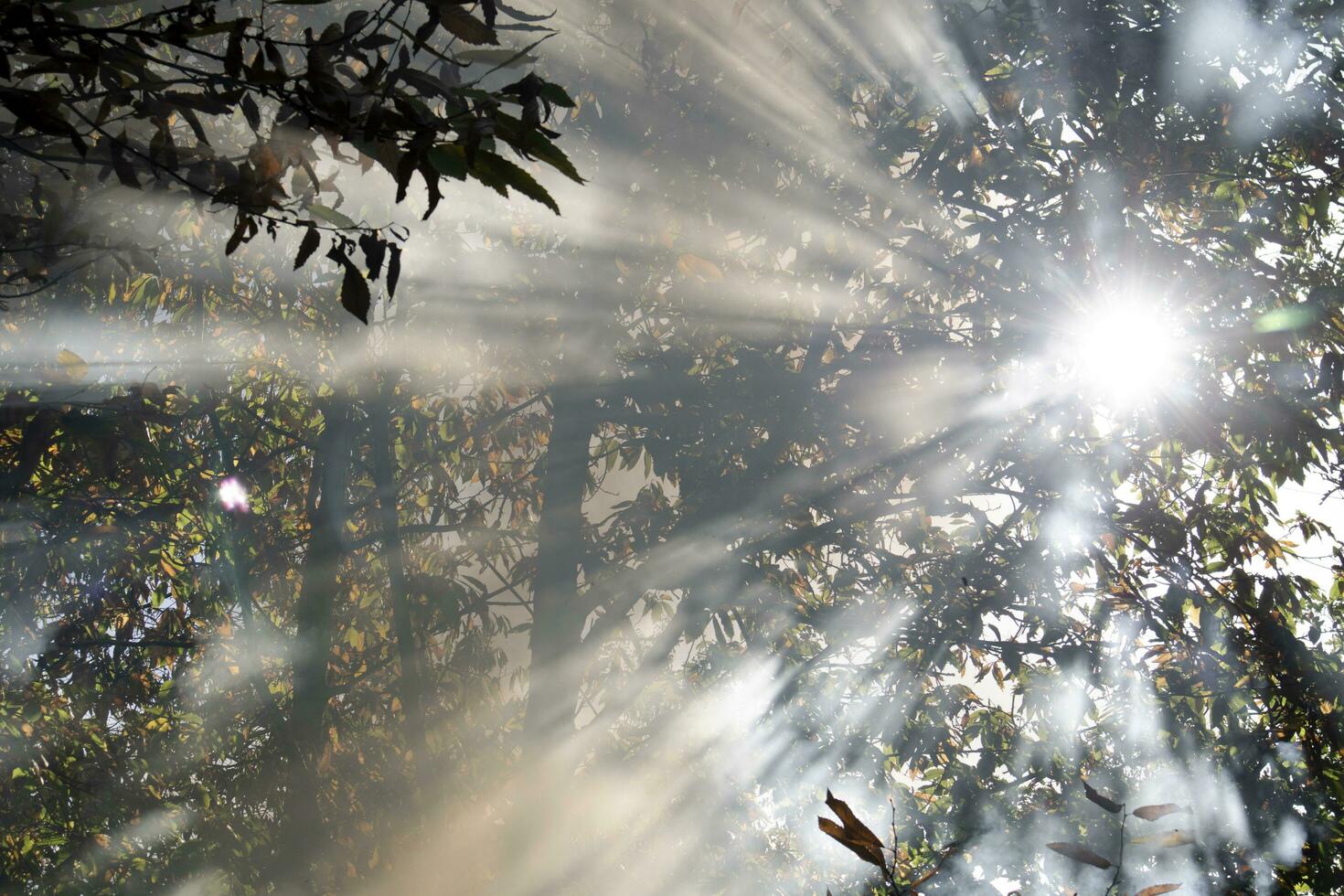 Soleil des rayons rupture par le fumée de une forêt Feu photo