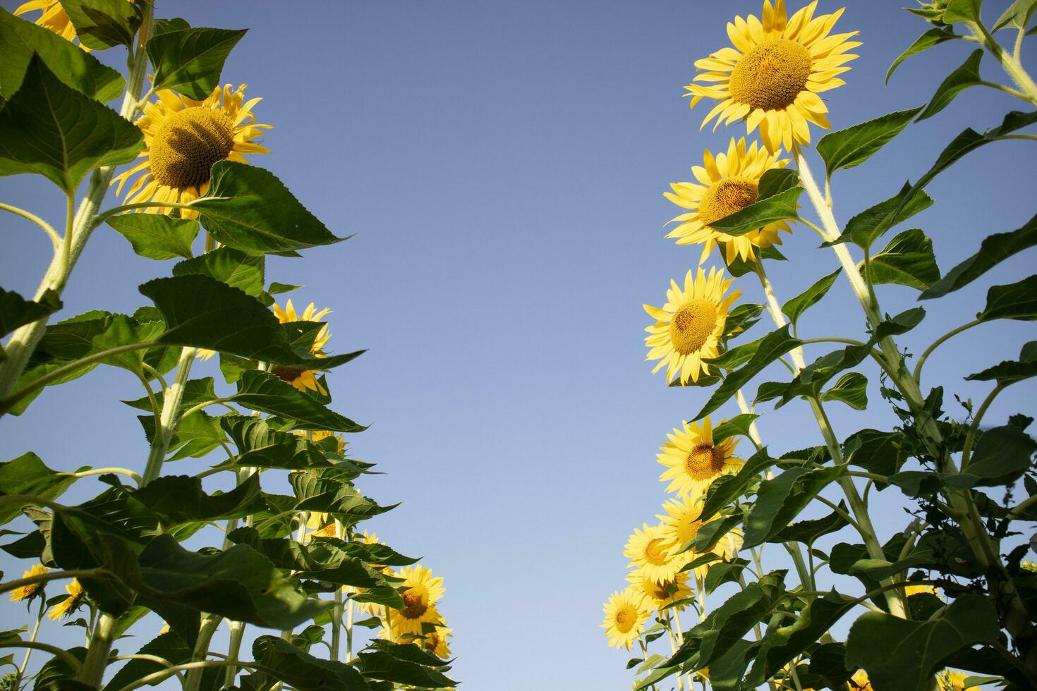 coup de au dessous de de une champ de tournesols dans plein Floraison photo