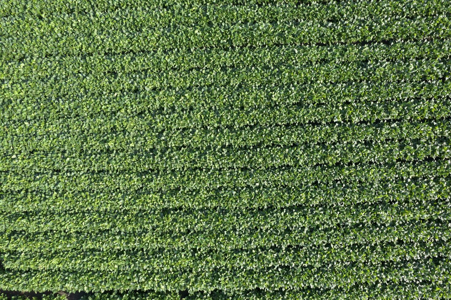 aérien vue de une champ dévoué à soja cultivation photo