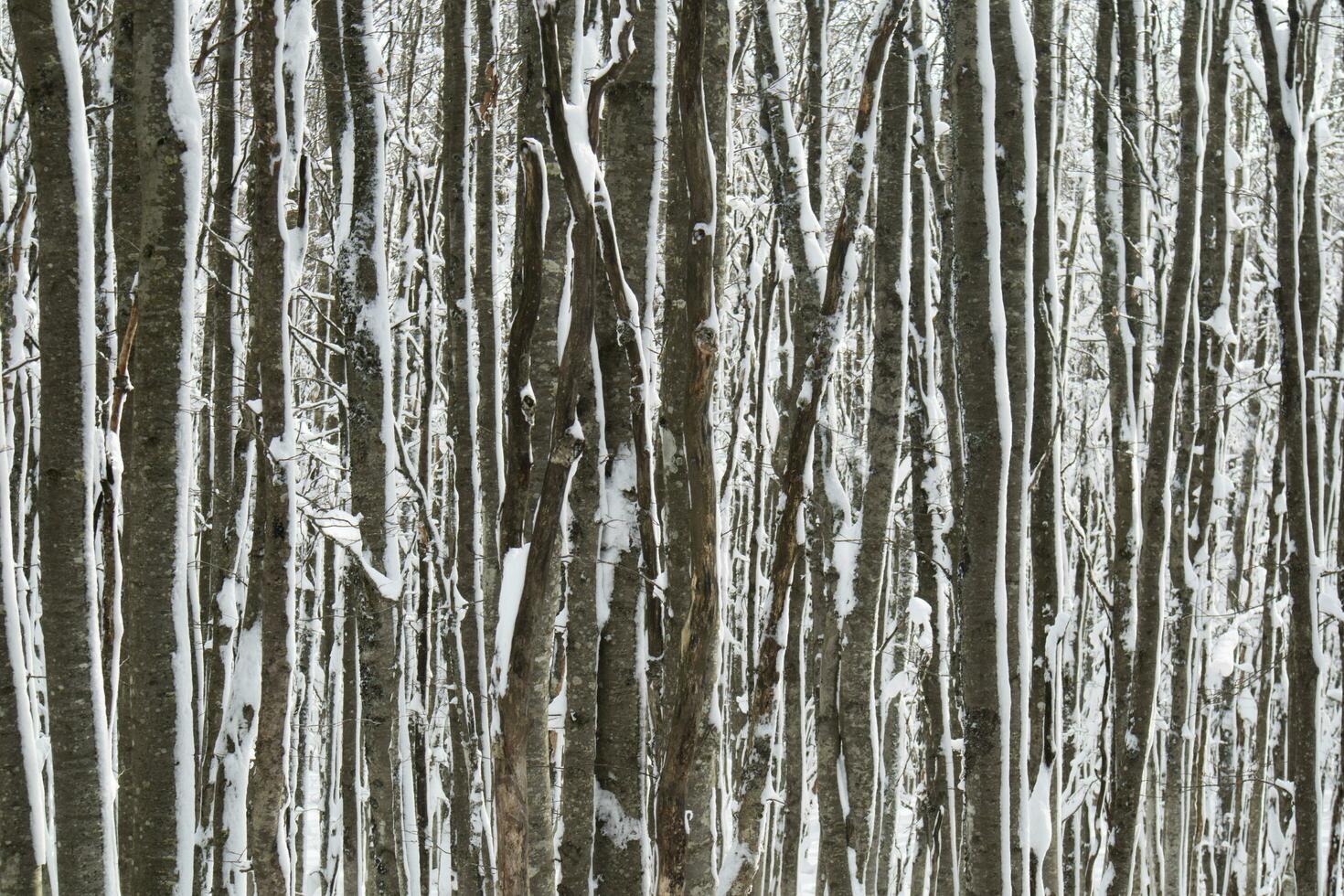 bouleau forêt après une chute de neige dans le Matin photo